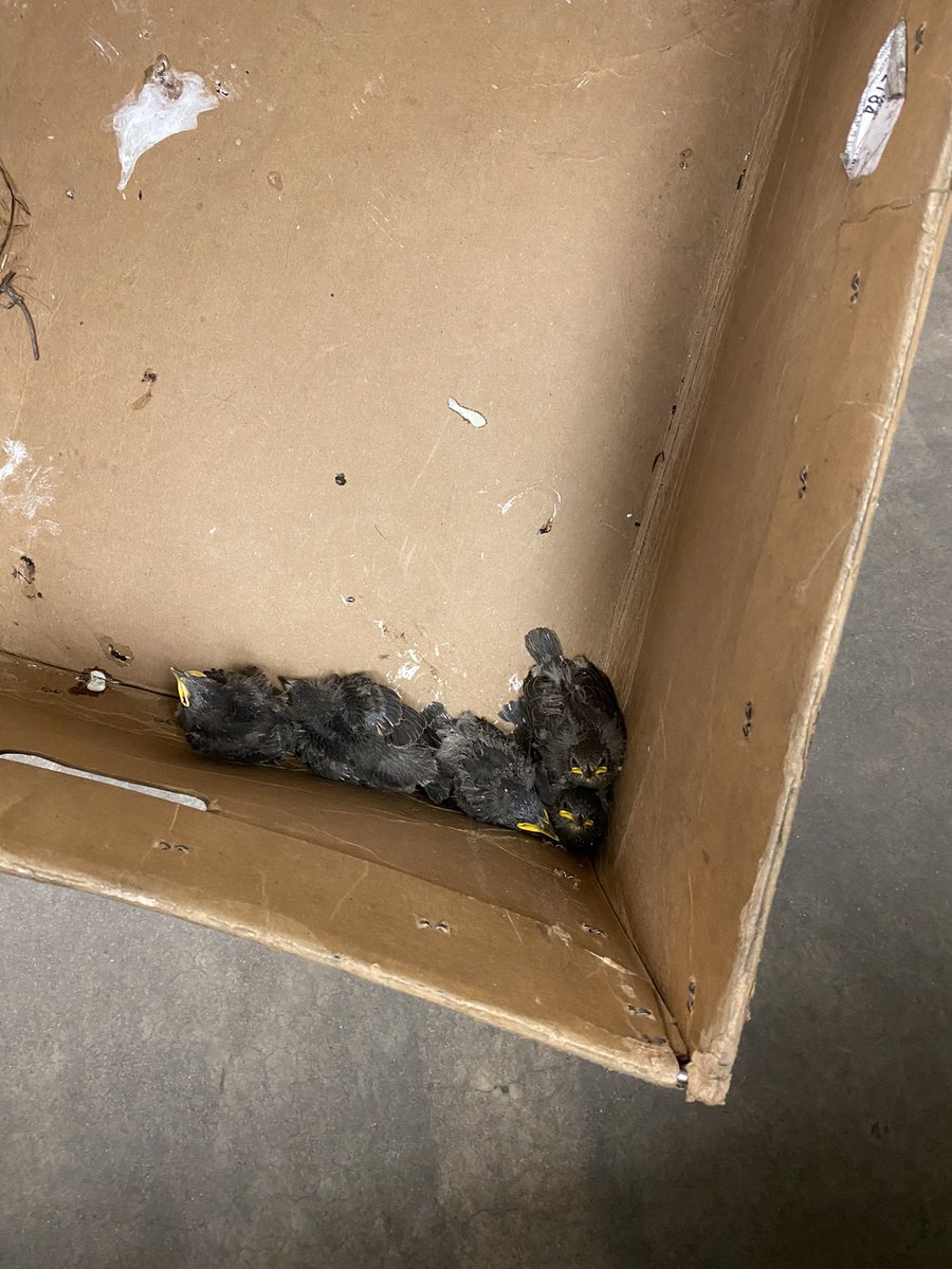 Landmark has a special delivery today.  A driver found this in his box van and now we are off to take them to a wildlife refuge.