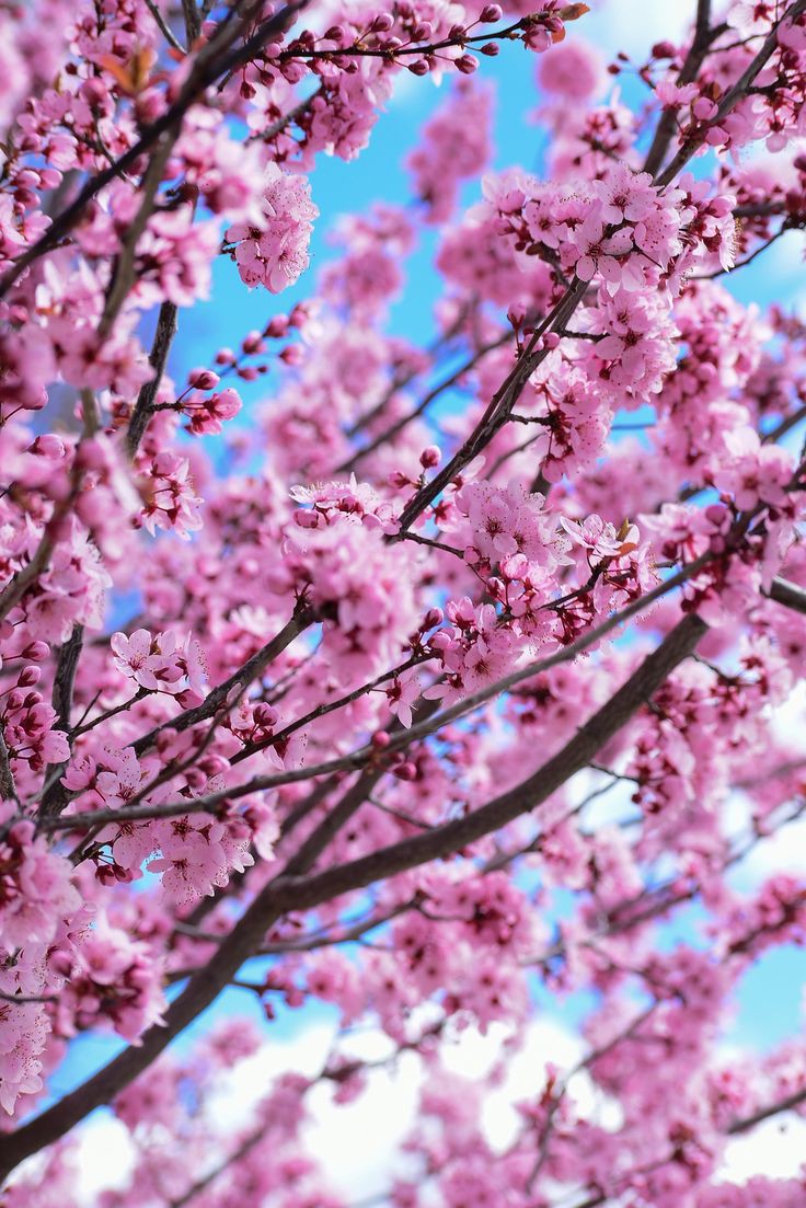 🌸майская цепочка твиттерских🌸

УСЛОВИЯ : 
🌺фав и ретвит цепочки
🌺читать меня я  #взаимная 
🌺читать ретвиторских 
🌺и радоваться увеличению фолловеров °°

#цепочкатвиттерских 
#взаимныйфолловинг