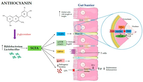 tako_laboratory's tweet photo. The @tako_laboratory new systematic review manuscript (in collaboration with colleagues, Fed. Uni. Vicosa):
"Effects of Anthocyanin on Intestinal Health: A Systematic Review"
Now published in NUTRIENTS: https://t.co/xHscHuOmIc -
@BigRedFoodSci; @CornellCALS;#CornellFoodScience https://t.co/KxtYeahOF8