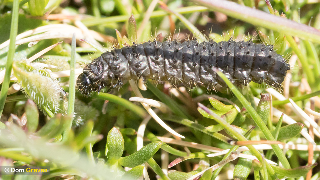 domgreves's tweet image. Monarchs? I wish. Lots of these...