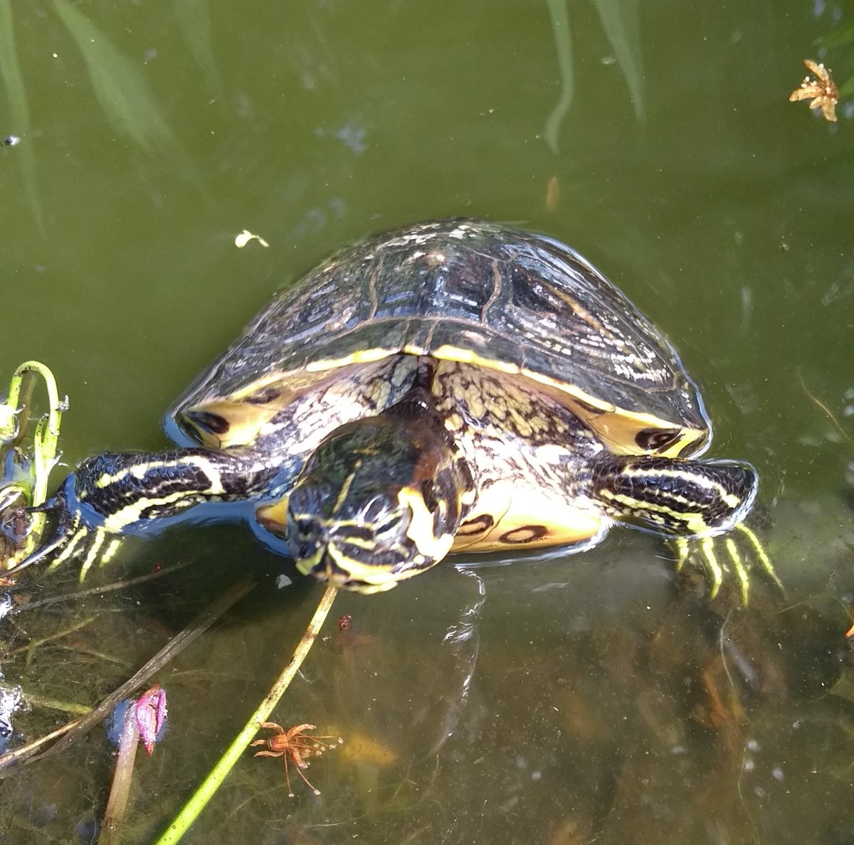 c3_toc's tweet image. Futter??? Habe ich da etwa den Menschen gesehen, der mich immer füttert?