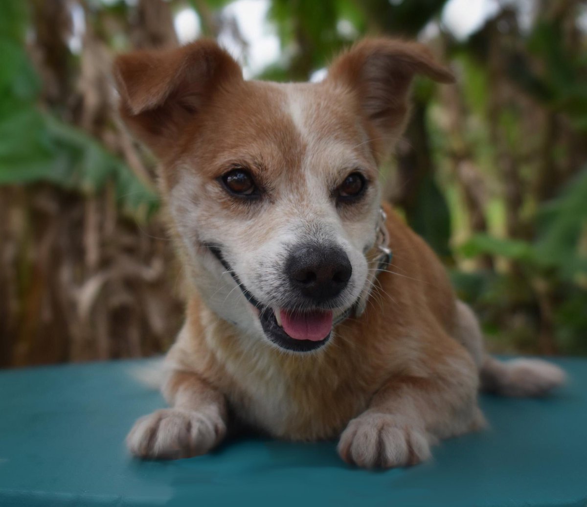 TheSatoProject's tweet photo. #Seniordogs still have so much love to give, they just need someone to share it with. We are making this dream come true for over 50 senior satos! Here are just a few of the lucky #graymuzzles who are taking their #FreedomFlight to new lives NEXT weekend on #MissionPossible13. https://t.co/YniqZHlaXg