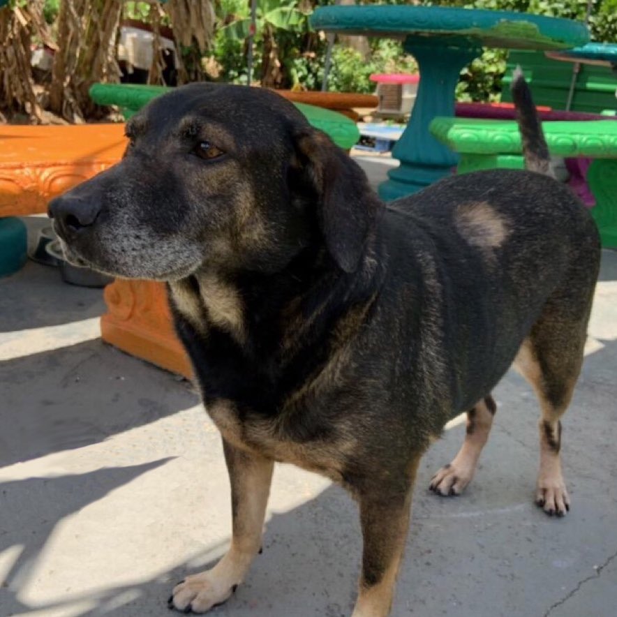 TheSatoProject's tweet photo. #Seniordogs still have so much love to give, they just need someone to share it with. We are making this dream come true for over 50 senior satos! Here are just a few of the lucky #graymuzzles who are taking their #FreedomFlight to new lives NEXT weekend on #MissionPossible13. https://t.co/YniqZHlaXg