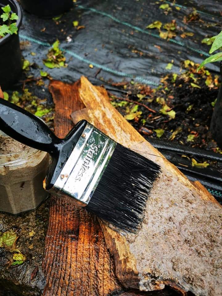 froglifers's tweet photo. #LFFD have partnered up with @sccoopstreatham to create a Moss wall. Blended moss &amp; yoghurt is smeared onto bits of wood and brick. Next step is the most difficult, we have the suspense of waiting for results! Find info on how you can join sessions here: https://t.co/eS55fyWmPs https://t.co/MrZ1HwgV7n