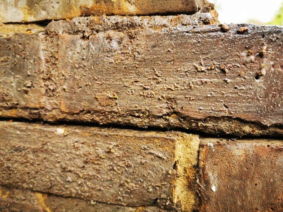 froglifers's tweet photo. #LFFD have partnered up with @sccoopstreatham to create a Moss wall. Blended moss &amp; yoghurt is smeared onto bits of wood and brick. Next step is the most difficult, we have the suspense of waiting for results! Find info on how you can join sessions here: https://t.co/eS55fyWmPs https://t.co/MrZ1HwgV7n