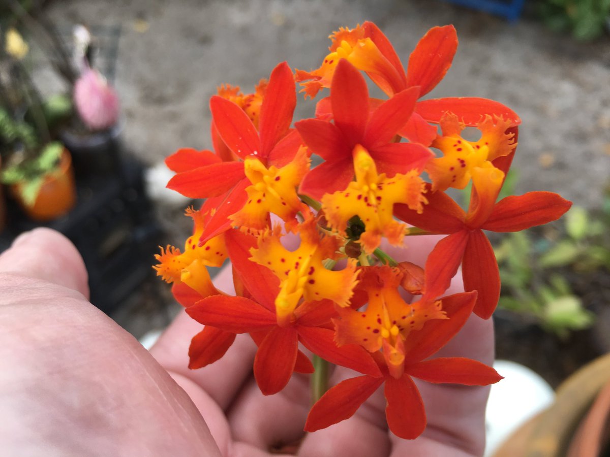 RacingToDisney's tweet photo. Enjoy friends. #MiniOrchids https://t.co/pI5maFBctG