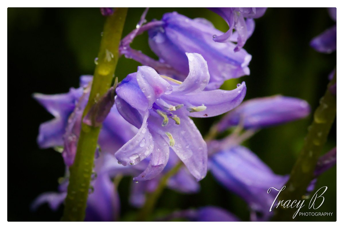 t_beardsall1's tweet photo. Last of the #WildFlower images, this time taken in our garden on Tuesday.
@Sterling101s @LensAreLive
#ThePhotoHour @CanonUKandIE #Nottingham #NaturePhotography #WhiteBlueBells #SpanishBleBells https://t.co/8BbbtORF7p
