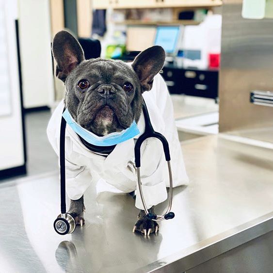 NVHumaneSociety's tweet photo. We cannot thank #PauseForACause sponsor @VCAPetHealth enough for their support. Because of them, all of your donations are 💕DOUBLED💕 to create 2X the impact and provide 2X the resources to our team!
Please visit https://t.co/8tPs38jAep to match your life-saving donation. https://t.co/mJOvPDETZv