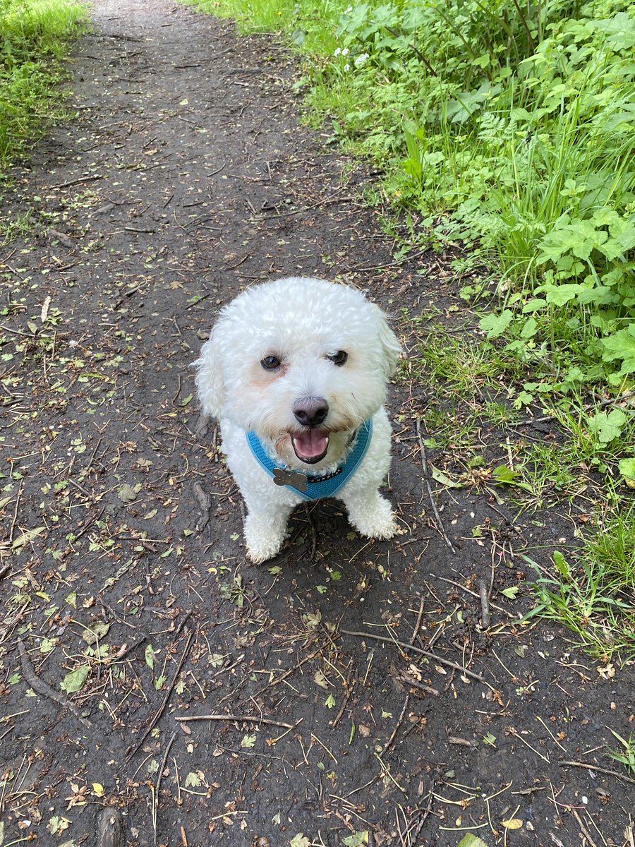 We’ve been for a lovely walk with mum today. We had lots of treats, met some new friends and had a drink from the lake. #happybichons @jenny_bichon @Daisy_Tait @OtisBichon @Monty_Bichon @mollier77 @WBichon @WalshKim https://t.co/kpPSAtcWxM