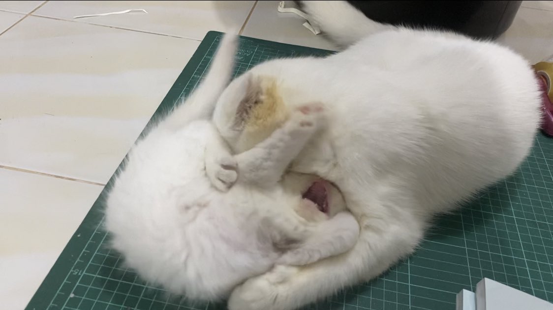 ૮꒰˵• ﻌ •˵꒱ა tweet media