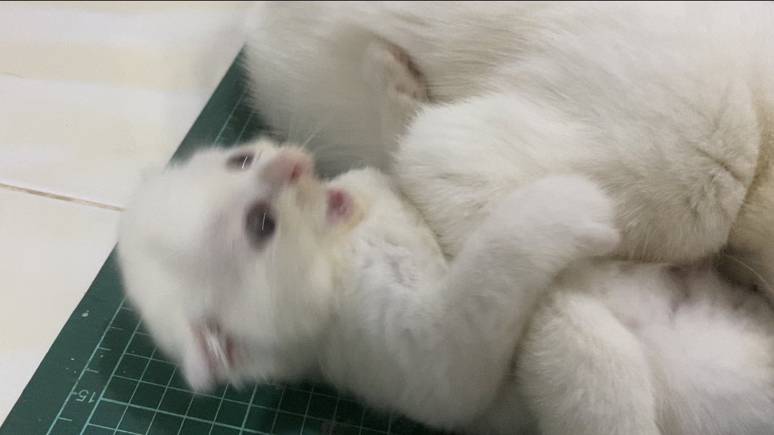 ૮꒰˵• ﻌ •˵꒱ა tweet media