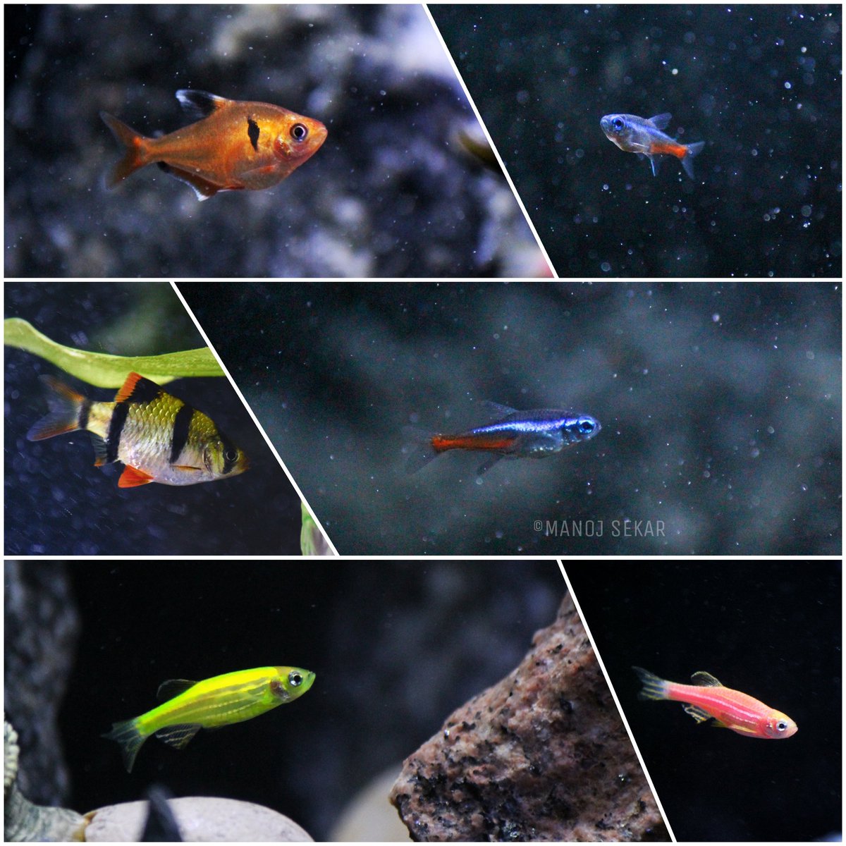 ManojsSekar's tweet photo. Fishes🐠🐟 #MJclicks 📸 #photography https://t.co/TBPrc0puzQ