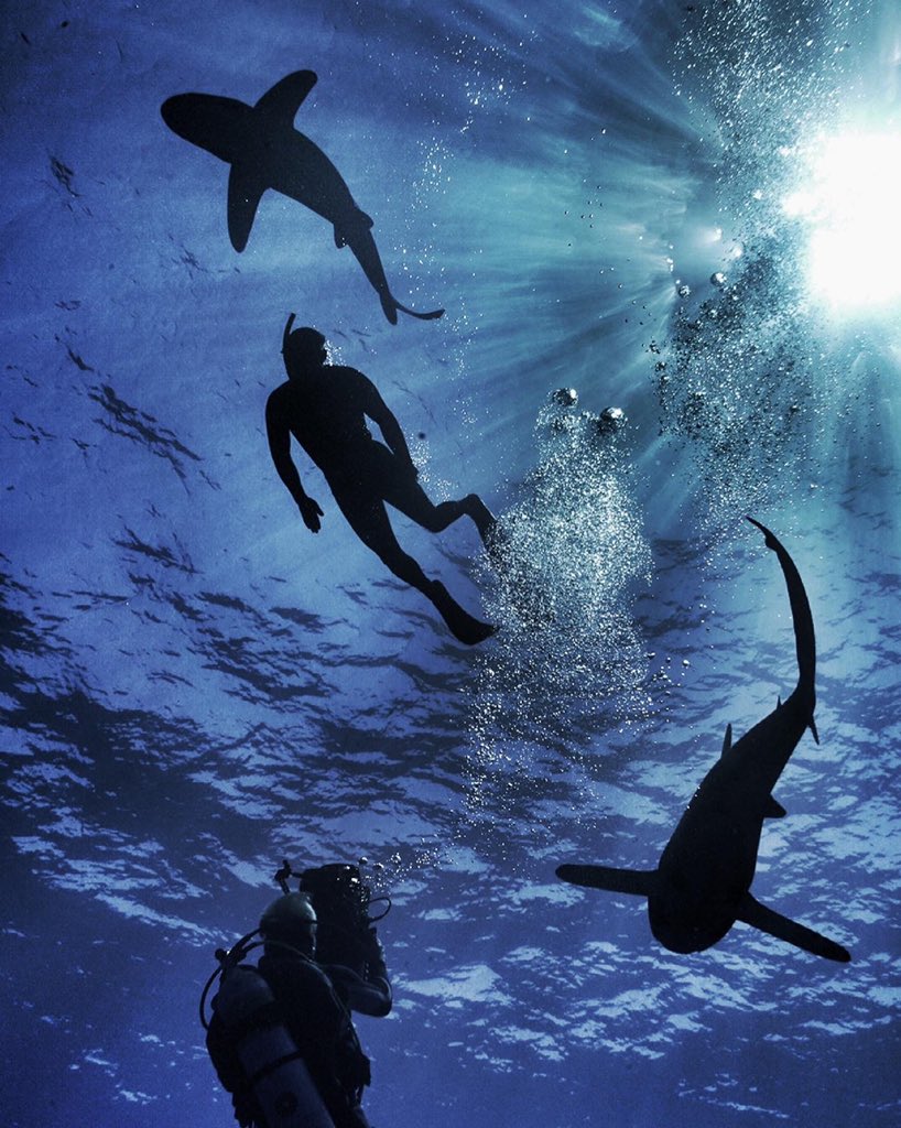 SteveBackshall's tweet image. Behind the scenes and Under the Sea on new conservation series ‘Shark’. Ps is it just me who can’t even think the phrase ‘under the sea’ without seeing singing Calypso crabs? @scott_mills @SkyZeroOfficial #skynature
