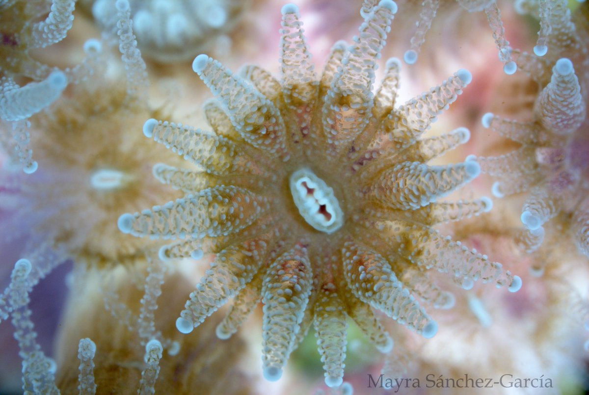 lluviamagenta's tweet photo. Getting hyped up for the 2021 Temperate Coral Research Workshop #Astrangiathings https://t.co/GWQkXHsB1i