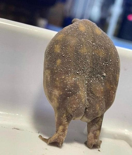ThatCoffeeBaesh's tweet photo. Frogs have butt cheeks, pass it on! #frogs #frogbooty #dumpslikeatruck #nature #NatureIsBeautiful https://t.co/IGxurR8a8M