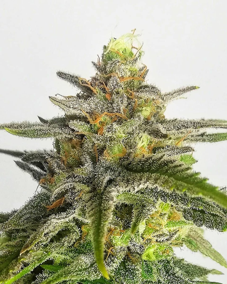 Eva Seeds tweet media