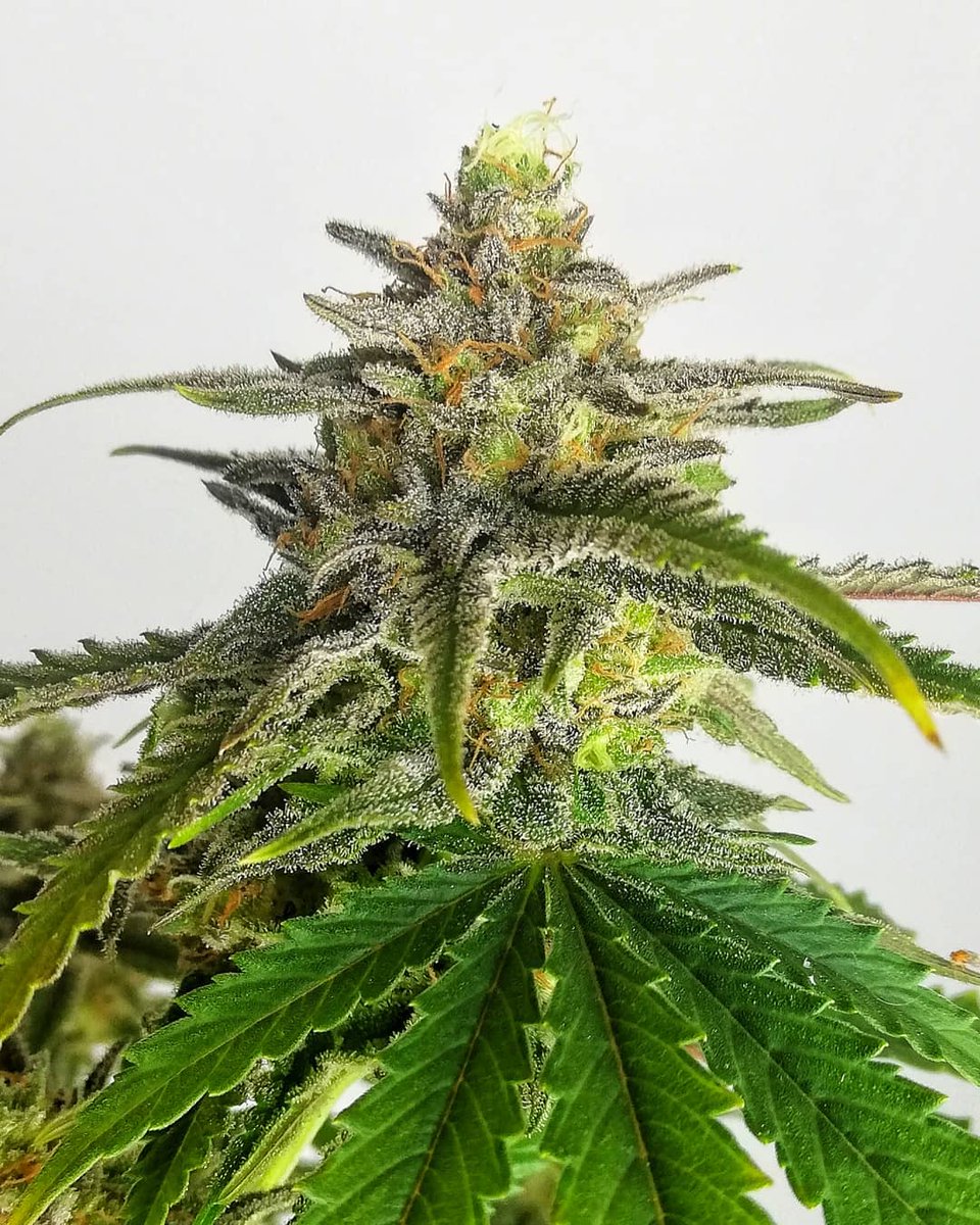 Eva Seeds tweet media