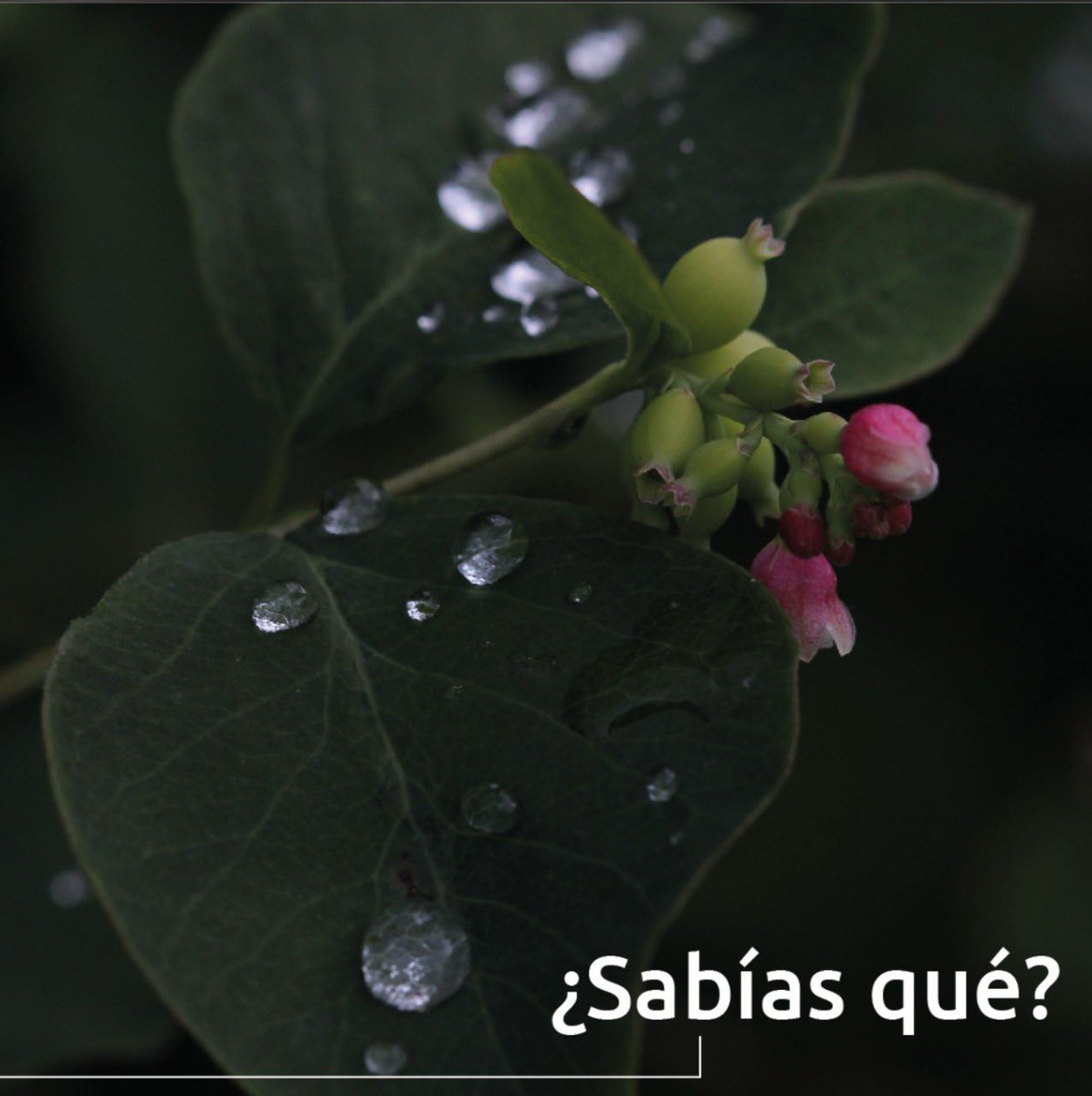picparks's tweet photo. 💚 ¿Sabías qué? 💚
.
.
La actividad humana ha alterado tres cuartos del medio ambiente terrestre y alrededor del 66% del medio marino 🐛
.
.
#PicParks #Biodiversidad #Tierra #Conservación #Flora #Fauna https://t.co/aX9JfqvMl5