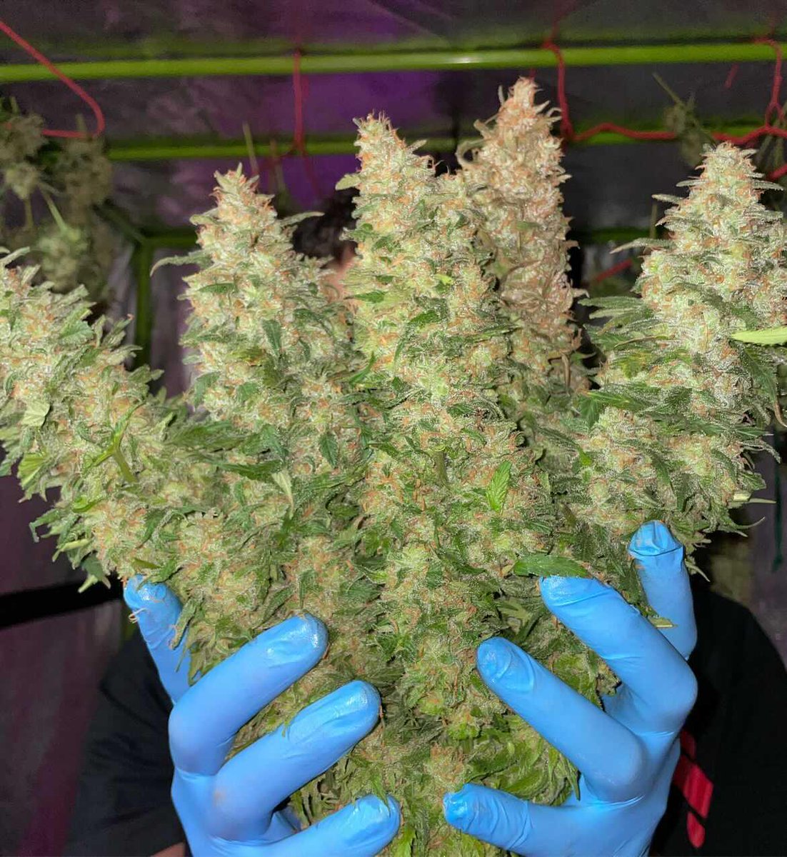 Eva Seeds tweet media