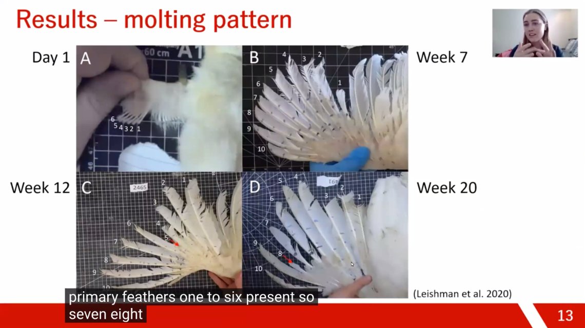 Dr. Nienke van Staaveren tweet media