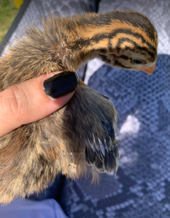 Dr. Nienke van Staaveren tweet media