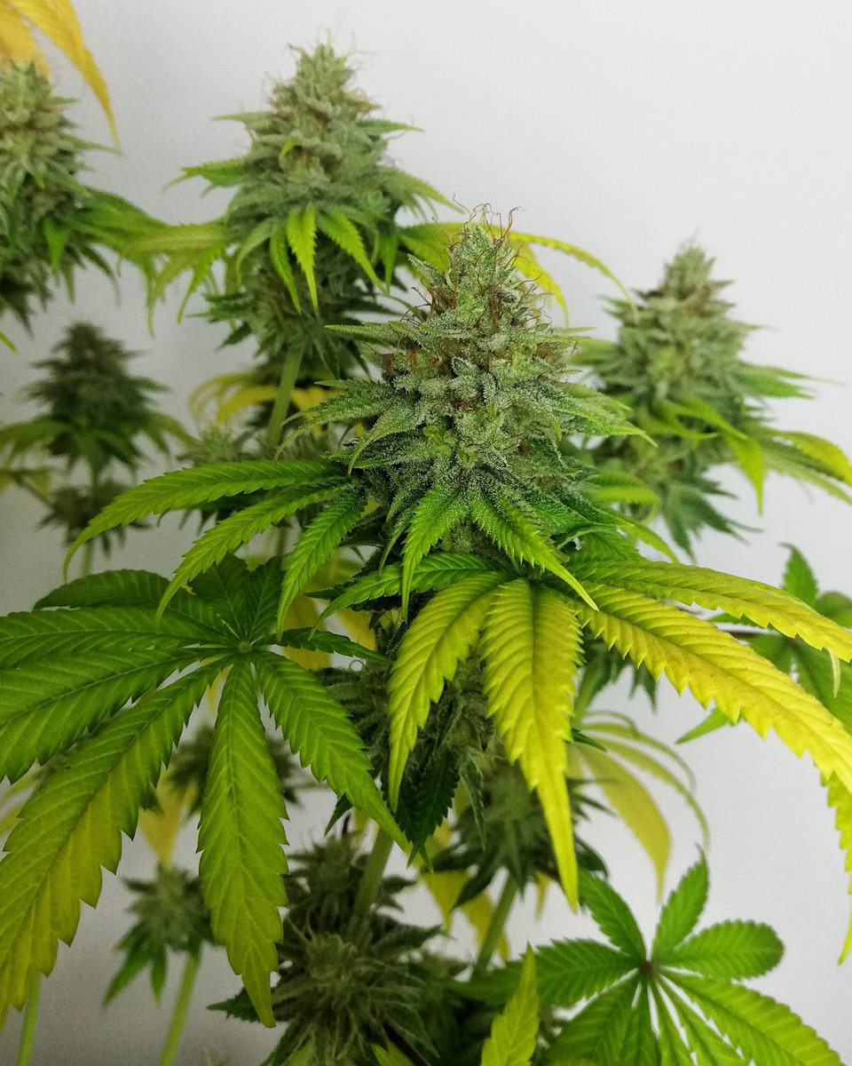 Eva Seeds tweet media