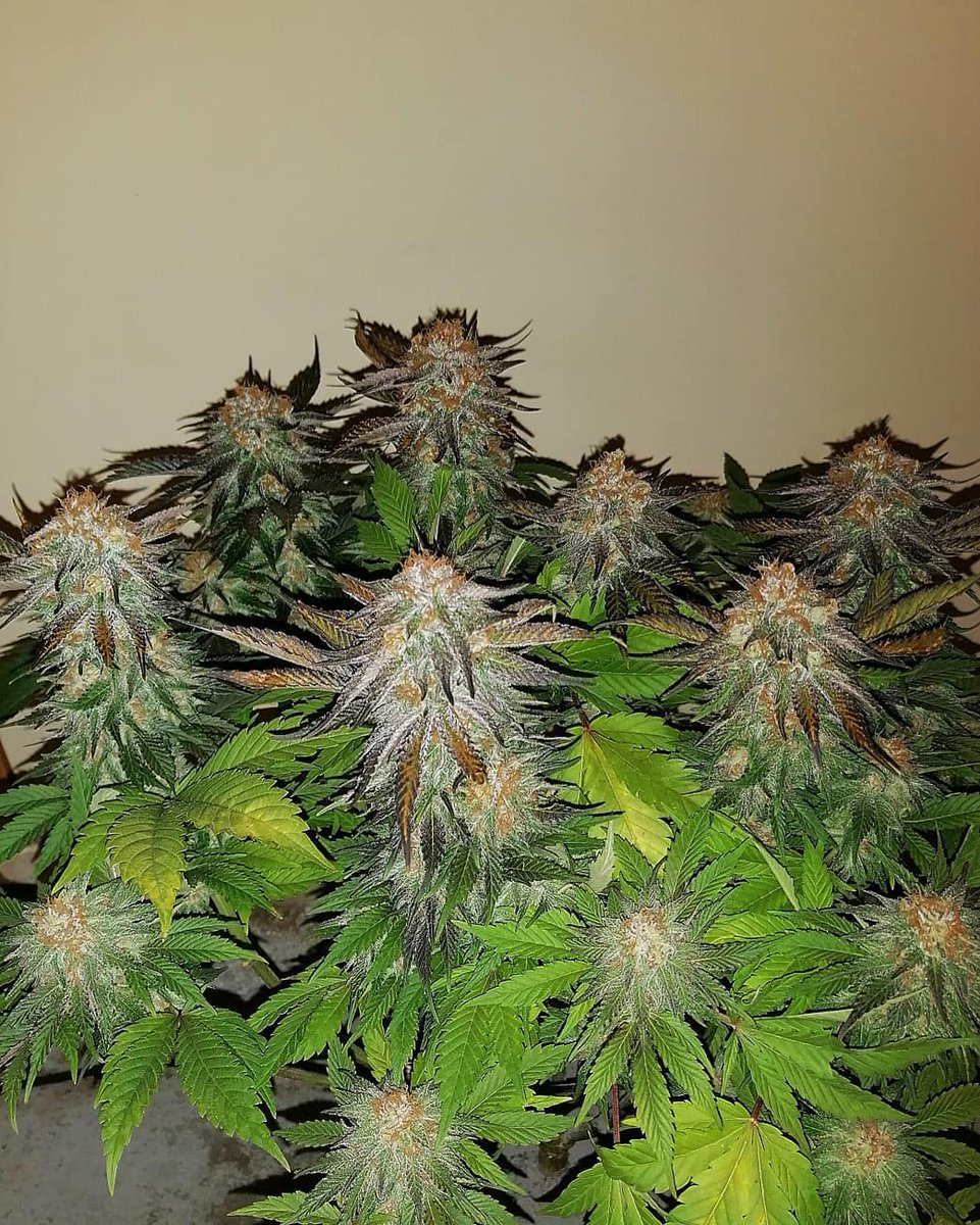 Eva Seeds tweet media