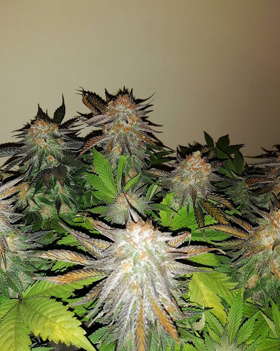 Eva Seeds tweet media