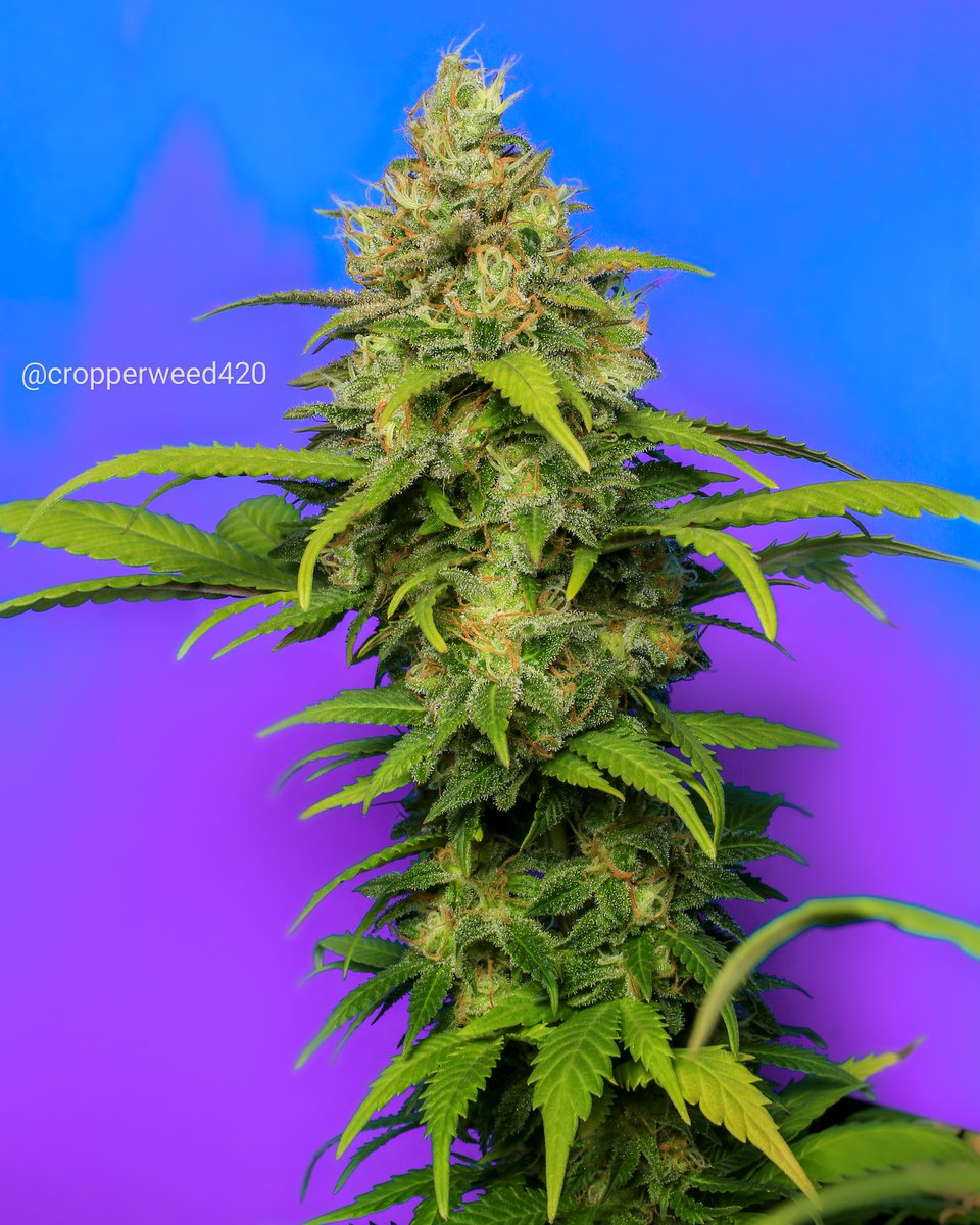 Eva Seeds tweet media