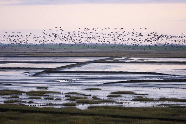 1Mhario's tweet photo. El Mar que Desaparece Dos Veces al Día ¡Y puedes cruzarlo a pie!

https://t.co/PnmTZerwdr

#Ecosistemas #Mar #MarDeWadden #Intermareas #PatrimonioDeLaHumanidad #Holanda https://t.co/DZDU4WQG7B