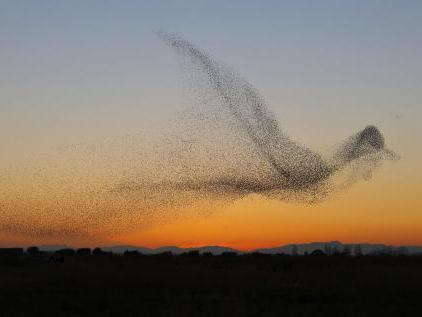 NaoCasanova's tweet photo. La única vez que he visto en directo una bandada grande de estorninos fue unas navidades en Lugo capital, hará 5 años.

LOS PÁJAROS Y EL PÁJARO.
Bon dia al matí. https://t.co/zztXKWlkY2