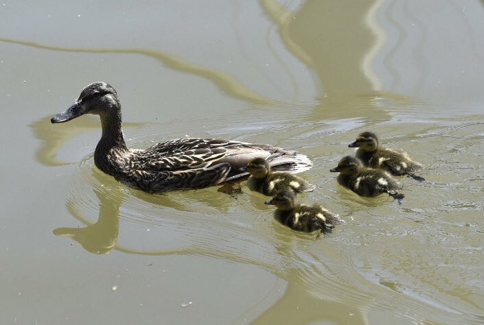DUCKLINGS RESCUED: <a href="/oakvillefire/">Oakville Fire Dept</a> fighters teamed-up with <a href="/OakvilleHumane/">Oakville Humane</a> society to rescue 4 ducklings who fell into Rebecca/Kerr storm sewer, as mom stood watch - spotted by <a href="/HRPSOak/">hrpsoak</a> patrol officer who called for back-up, family relocated to Sixteen Mile Creek.