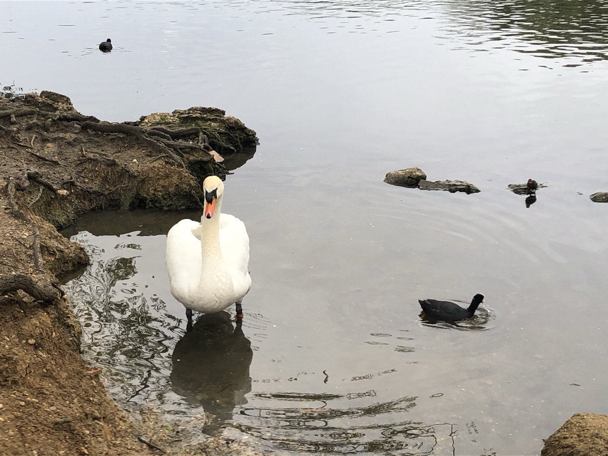 JonesAnnwen's tweet photo. Short early evening breather ... with some lovely company #Grovelands ❤️ https://t.co/ELcpOLL9YR