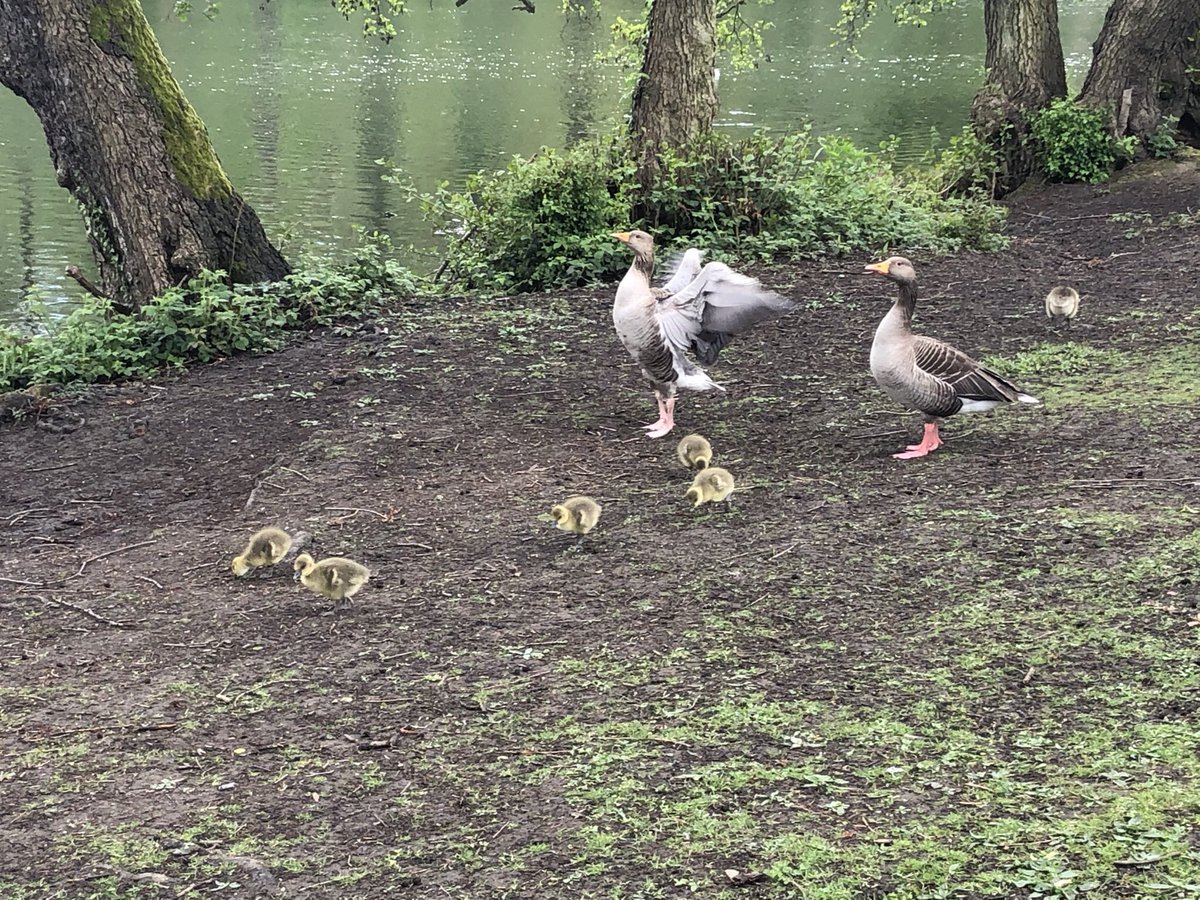 JonesAnnwen's tweet photo. Short early evening breather ... with some lovely company #Grovelands ❤️ https://t.co/ELcpOLL9YR