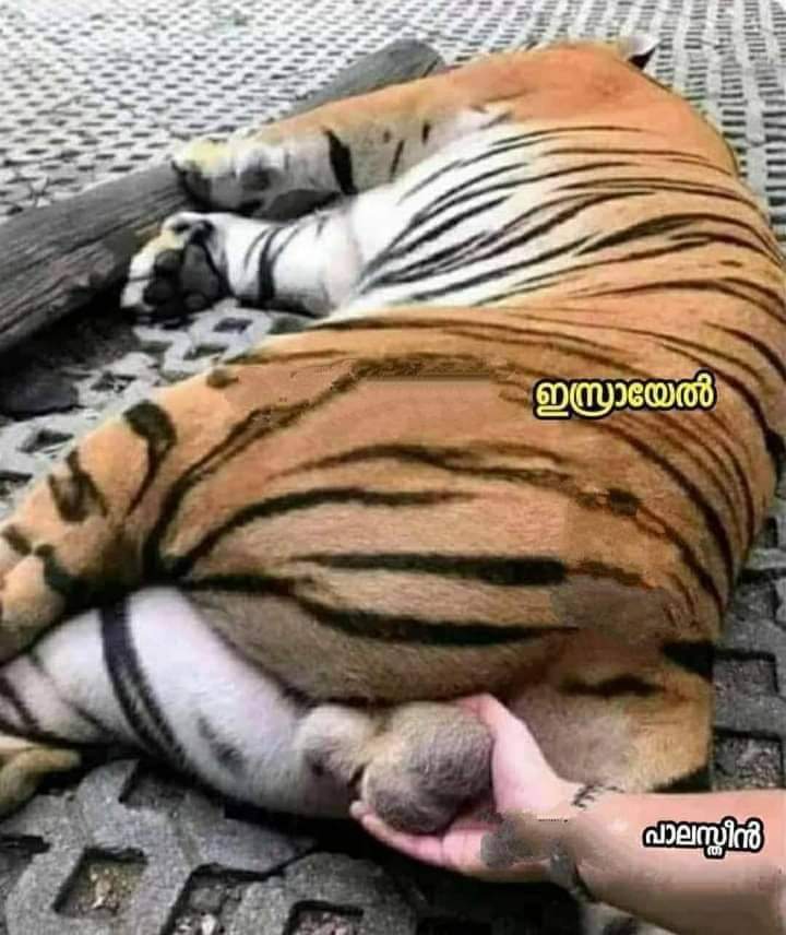 PramodGManu2's tweet photo. @ofirgendelman @IsraeliPM Tiger # Israel
🇮🇱🇮🇱🇮🇱🇮🇱🇮🇱🇮🇱🇮🇱🇮🇱🇮🇱🇮🇱🇮🇱🇮🇱🇮🇱🇮🇱🇮🇱🇮🇱🇮🇱🇮🇱🇮🇱🇮🇱🇮🇱🇮🇱🇮🇱🇮🇱 https://t.co/K4C7FxY3Cy