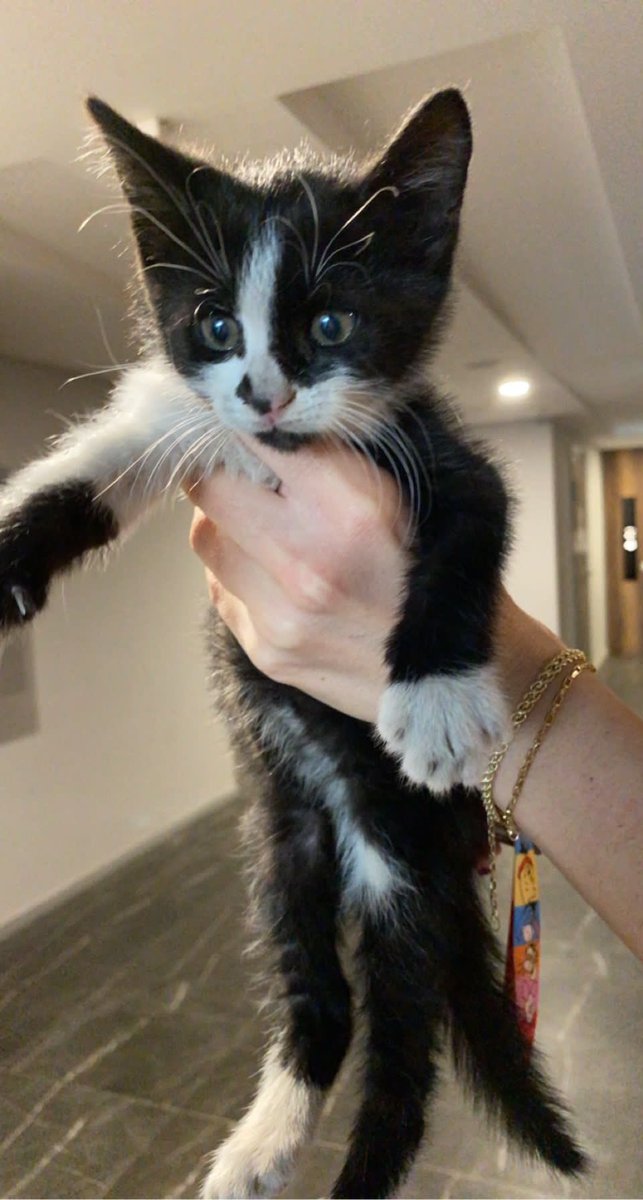 1 aylik smokin cins kedi ic-dis parazit yaptirilip sahiplendirilcektir İstanbul/kadikoy. Sevgi canlisi, hemen kucaga geliyor. Iletisim 5368412154 lutfen retweetler misiniz rica etsem @bambithecatt <a href="/DailySefo/">Sefo'muzun Anısı</a> <a href="/tursiko/">tursiko</a> @gelpisip <a href="/uzaylitosi/">Tosi şişkodudak</a> <a href="/KediOzelHarecat/">kedi t</a>