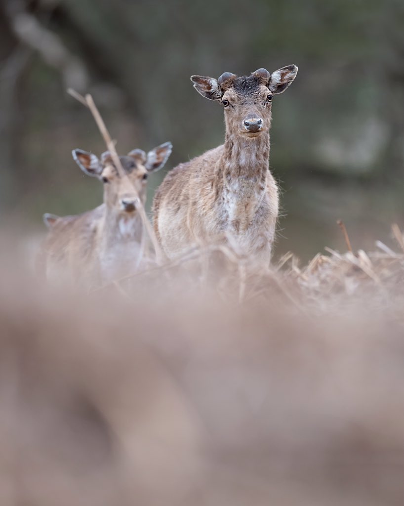 Jack_Newcombe_'s tweet photo. Deer antlers are starting to grow back!

#twitternaturecommunity #wildlifephotography #springwatch #bbcwildlifePOTD @wildlifemag @natureUK @Britnatureguide @WPPmagazine @LGSpace @wildlife_UK
@iNatureUK @birdwatchingmag https://t.co/oLlUhNJewx