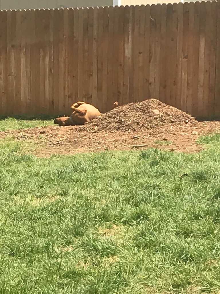 MsMolly_Maggie's tweet photo. Sometimes you just got to sunbath #sunbathingdog #goofydog #dogsofinstagram ☀️ 🛁 🐶 https://t.co/DJumbgInWk
