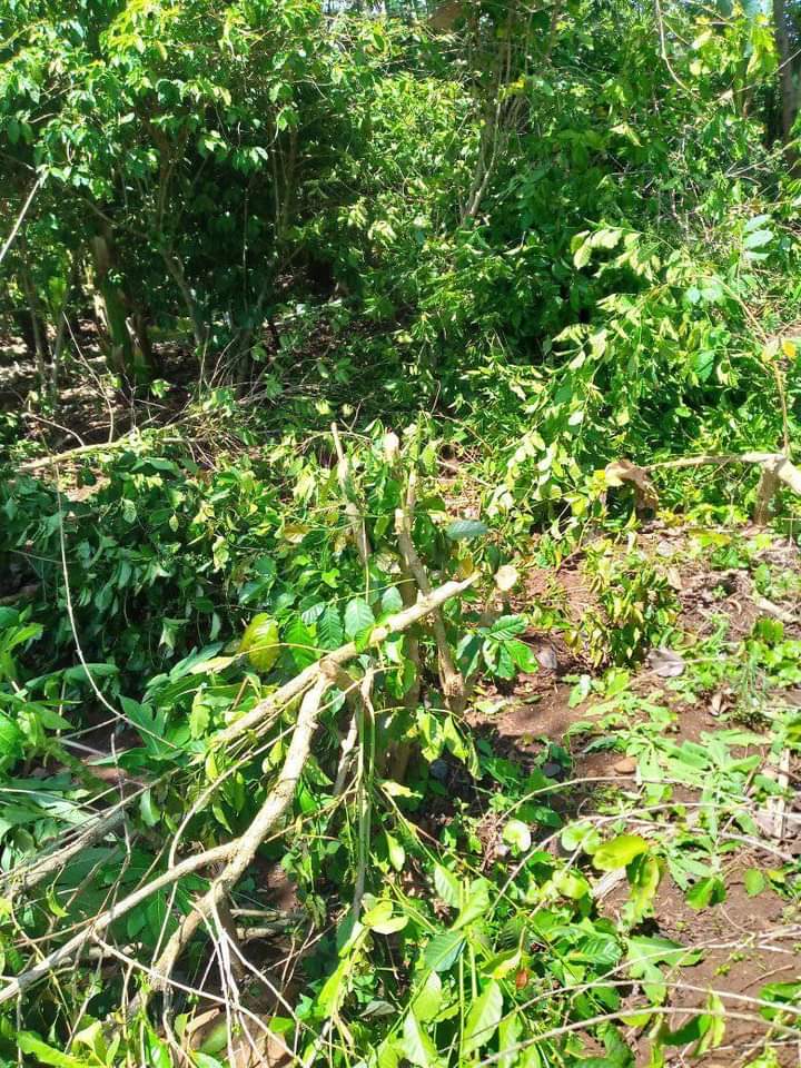 DallieDeyamo's tweet photo. Death and Destruction in #Amaro. Some pictures of the destruction of property in #Darba, #Amaro s.wereda by invaders from W.Guji, Oromiya today. (source-Kebede Ture fb profile)
#Stop_Koore_Genocide!
@EthioHRC
@DanielBekele
@hrw
@GenocideReport
@PMEthiopia
@dw_amharic https://t.co/bAKMNdPoMt