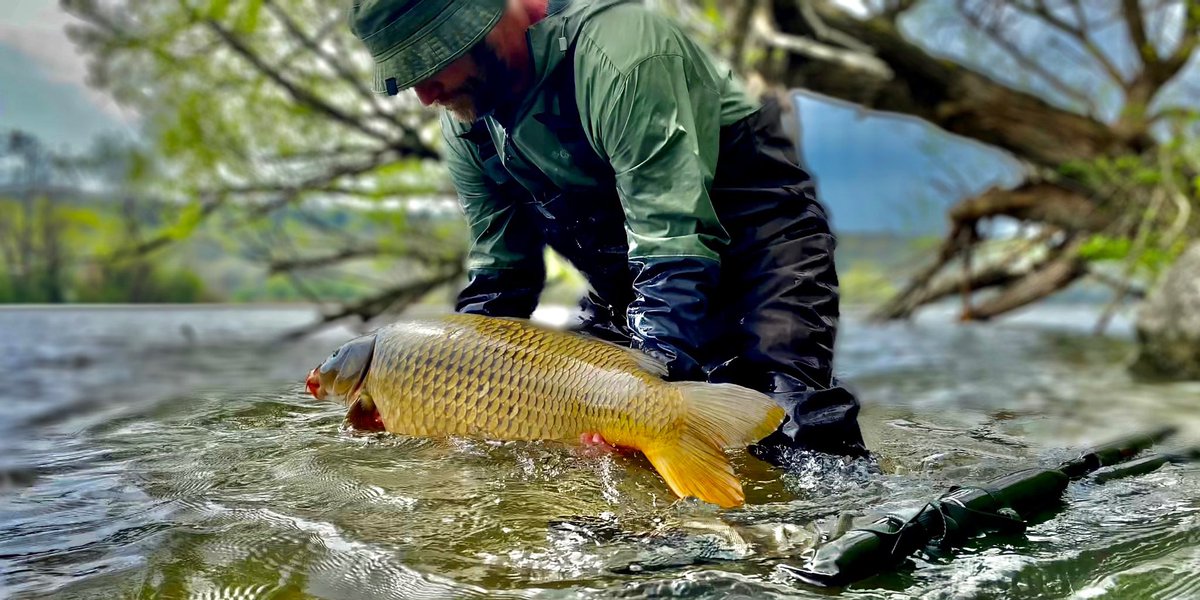 rogueassassin78's tweet photo. #carpy #carpangler #catchandrelease 
#independentcarpangler 
#anotherone
#carpfishing
#forgetackle 
#carpconfessions
#mainlinebaitsofficial 
#nashtackleofficial 
#scopelife
#carplife
#sabertackle 
#trakker_carp
#homemadeboilies
#youcantcatchathome https://t.co/UXqAn7YtDC