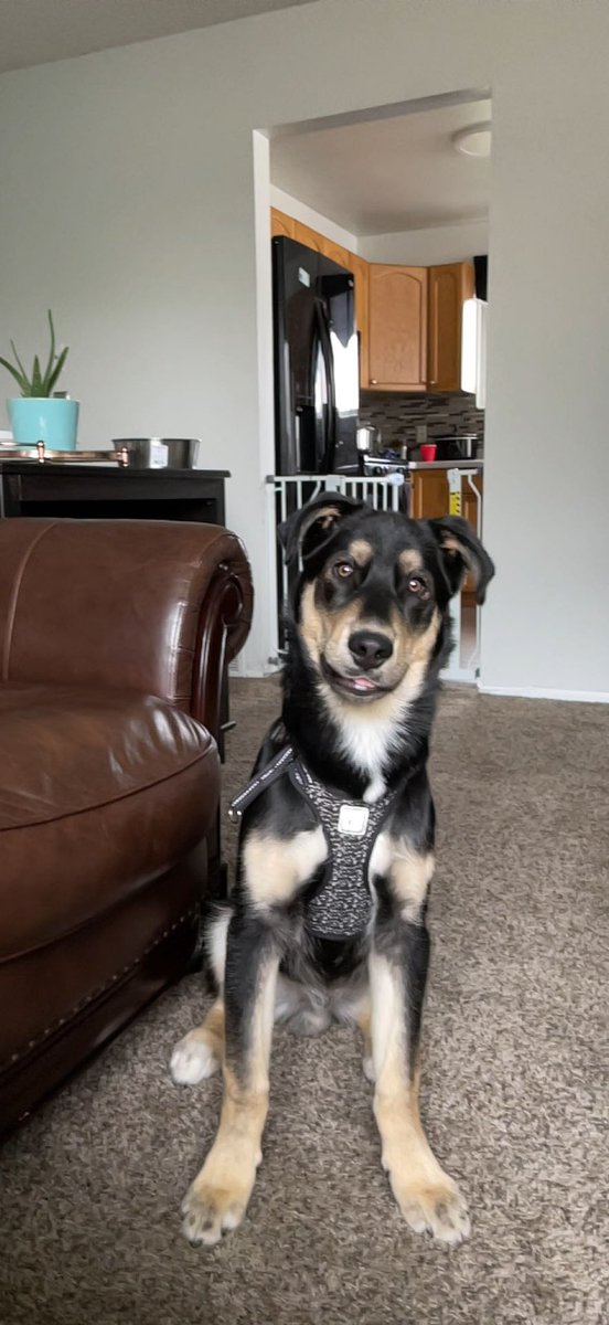 Kim_Azpeitia's tweet photo. Oso at 6 weeks Vs Oso at 6 months @STi_Kev https://t.co/mPjRedgHFg