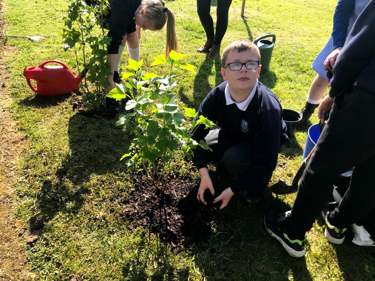 KillowenPS's tweet photo. @StJohnColeraine P6 continue their joint biodiversity project with @RadiusHousing Planting in the garden this lovely day! #BiodiversityProject🌲🍎 https://t.co/1kLTff2pf8