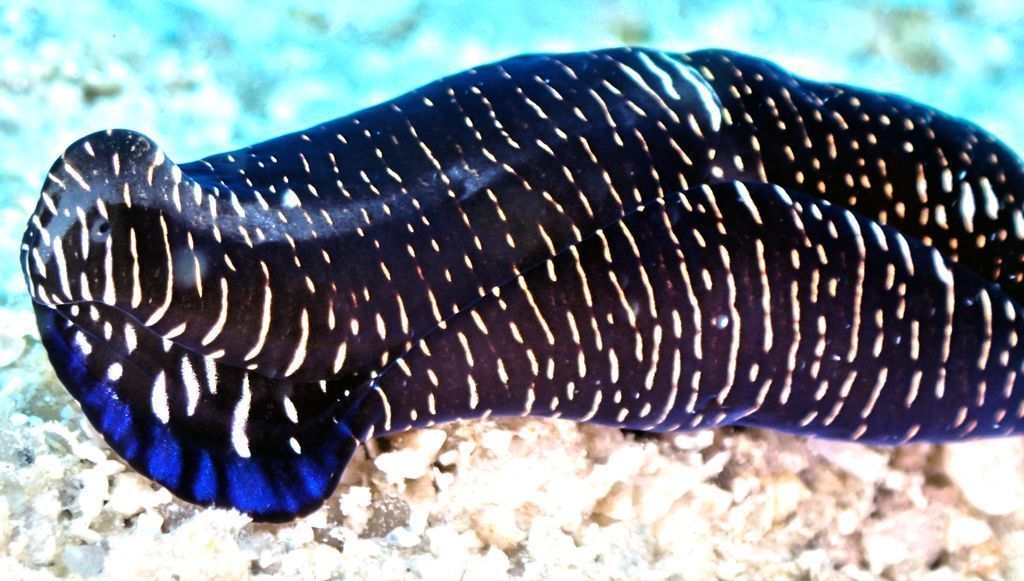 ecokohtao's tweet photo. Rarely sighted on #KohTao is this cool looking #Headshield #Slug . Focus on the #small stuff https://t.co/45JWZs0F6T https://t.co/UYFIGc2f2P