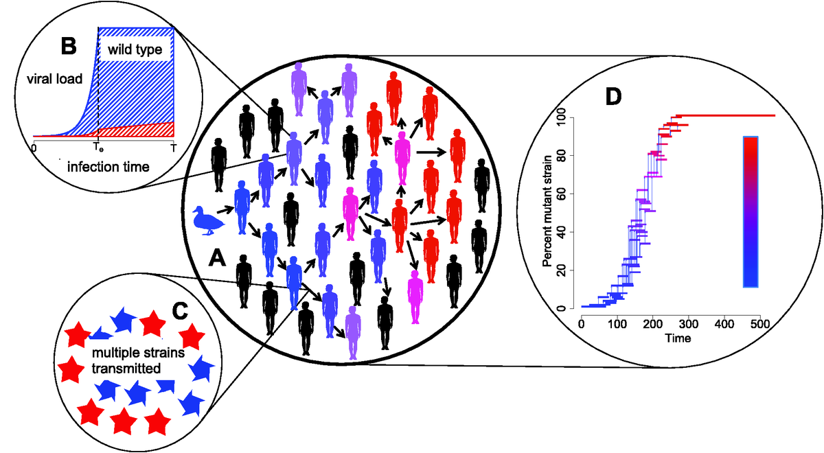 seb_schreiber's tweet photo. After many years of effort, it is a great feeling to see this paper with @jlloydsmith, @ke_lab, @StochasticParis @asphyxiac and Miran Park published.  Examines the relative roles of within- and between-host selection on evolutionary emergence of pathogens.
https://t.co/vwlqCsrDwk https://t.co/viMzzmVzB3