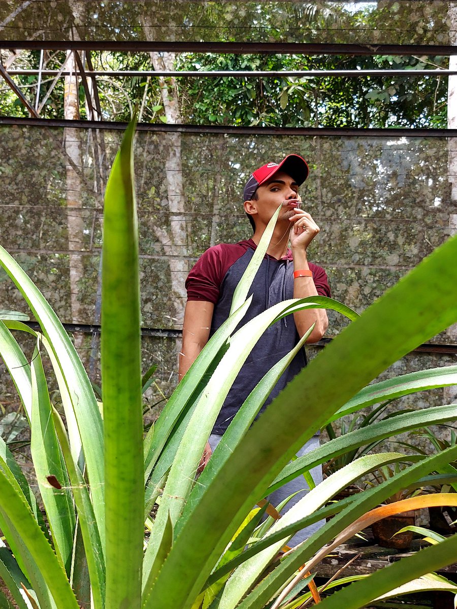 wanderboy__'s tweet photo. Vem que tem bb!
Pode ser na Mata mesmo! 😜
#museudaamazonia https://t.co/tKIWAj7KV1