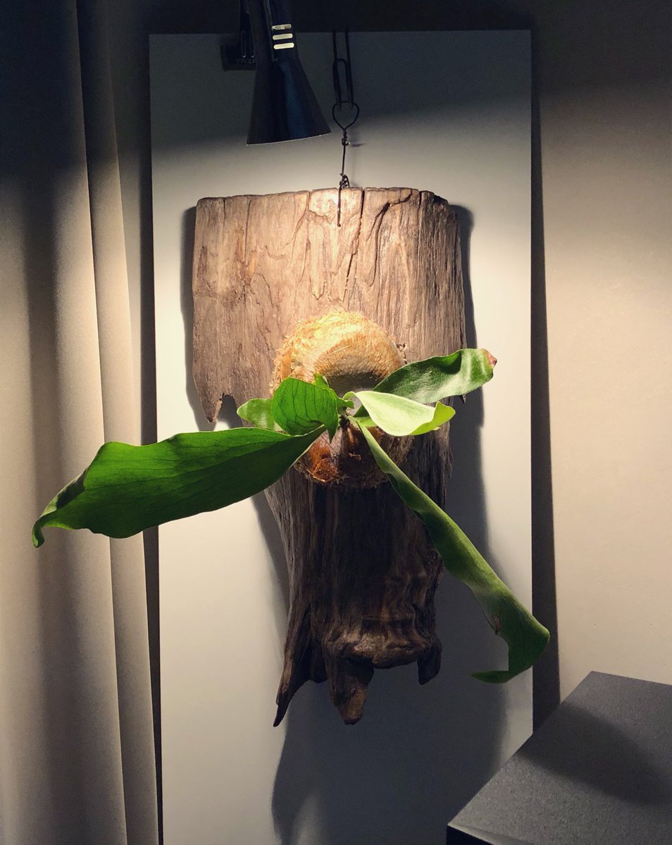 ビカクシダ板付 ビカクシダ板付