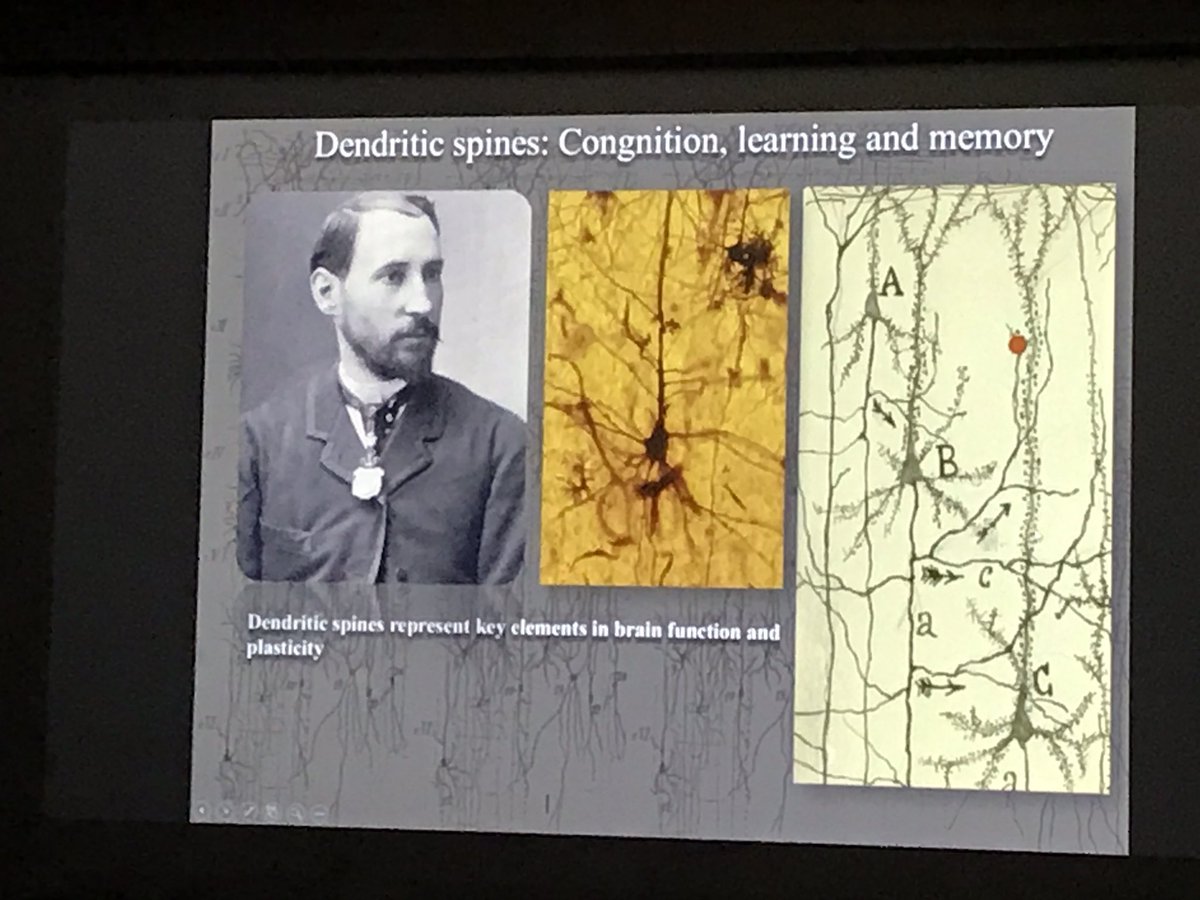 FdeCastroS's tweet photo. The amazing #CajalRose was presented today @Hospital12deOct (#Madrid):magnificent talks by its creator,#MatildeFerrer (@rosalesferrer) &amp; @javier_defelipe,who made us dream with the #dendriticspines described by #Cajal and the #poetry of the #rose’s #spines. @Cajalclub @SfNtweets https://t.co/1U7DoNOTmb