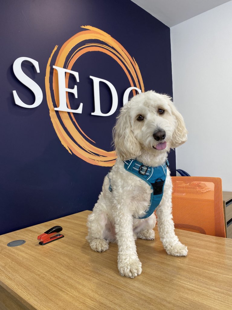 Sedge_Spalding's tweet photo. @marinamaral2 Our office mascot 😂 he had a ruff day selling houses https://t.co/EeHhmcdTLI