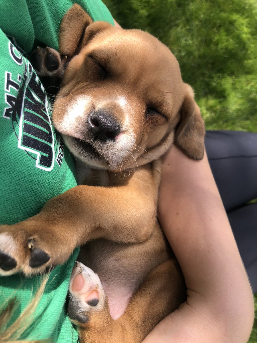 huffman_jenna's tweet photo. Sleepy puppy♥️😭 https://t.co/UeKUAdcBVN