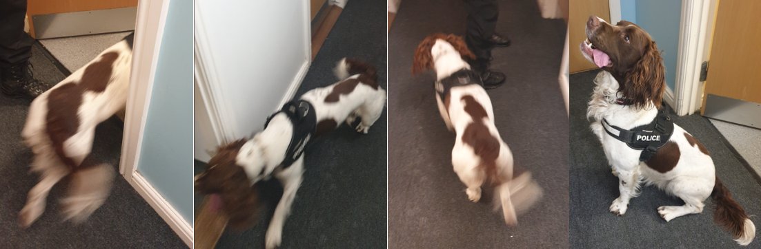 PSOSSEEdinburgh's tweet photo. It's not easy getting an excited police dog to sit still to get his picture taken. Especially when he's a  #Spaniel! 🐶...we got there in the end though! 
Mixed performance from PD Loki today. 
#GreatAtSniffing #RubbishAtPosing
@polscotdogs https://t.co/KnQxMvpbFK